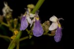 Vitex ferruginea