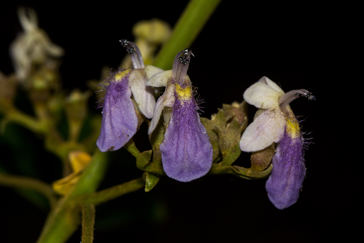 Vitex ferruginea