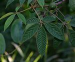 Vitex ferruginea