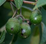 Vitex ferruginea