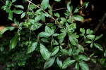 Vitex ferruginea