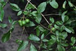 Vitex ferruginea
