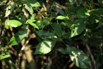 Vitex ferruginea