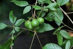 Vitex ferruginea