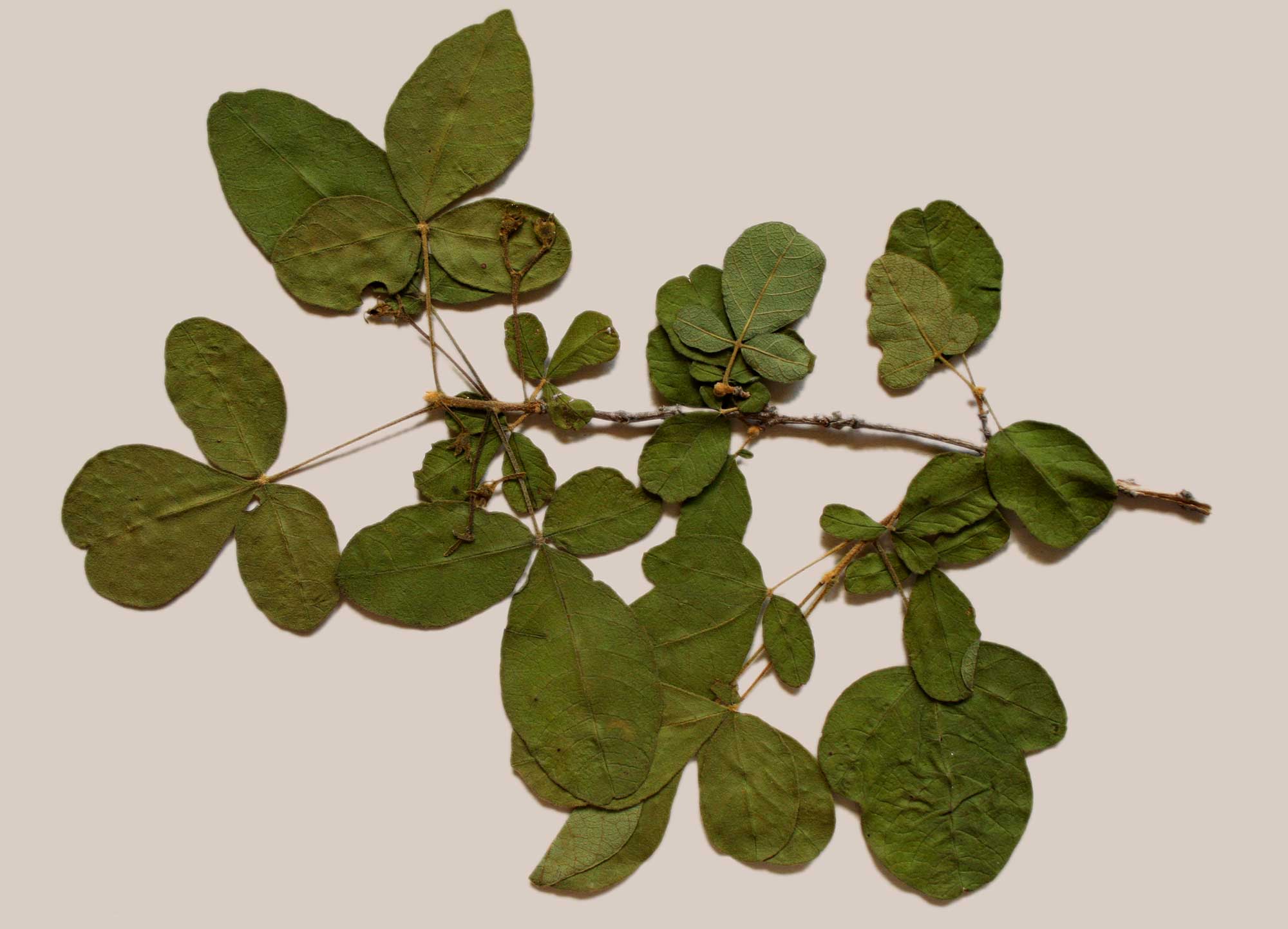 Vitex mombassae