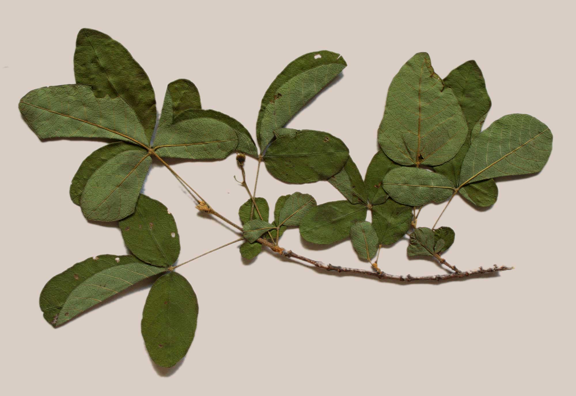 Vitex mombassae