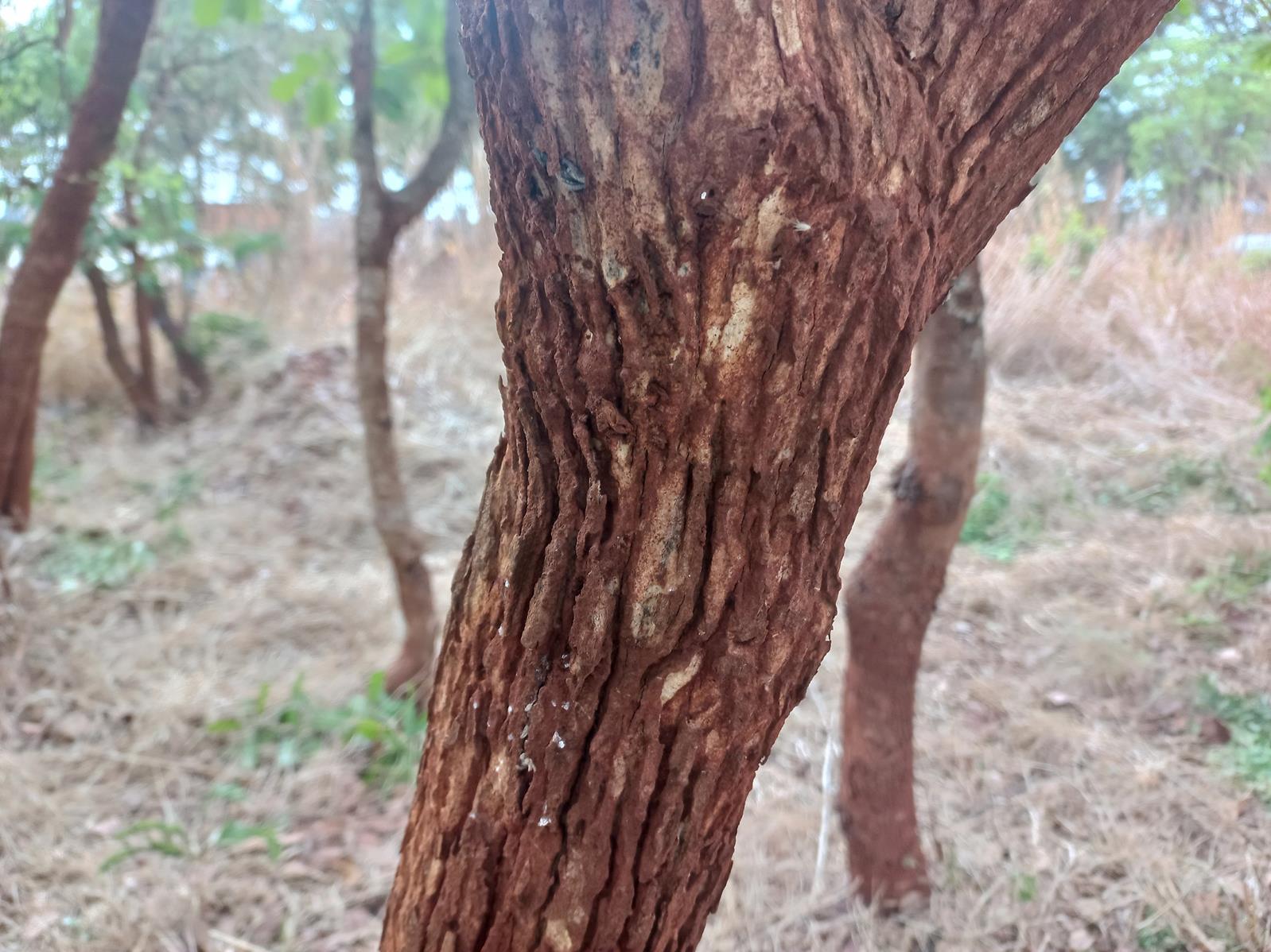 Vitex mombassae