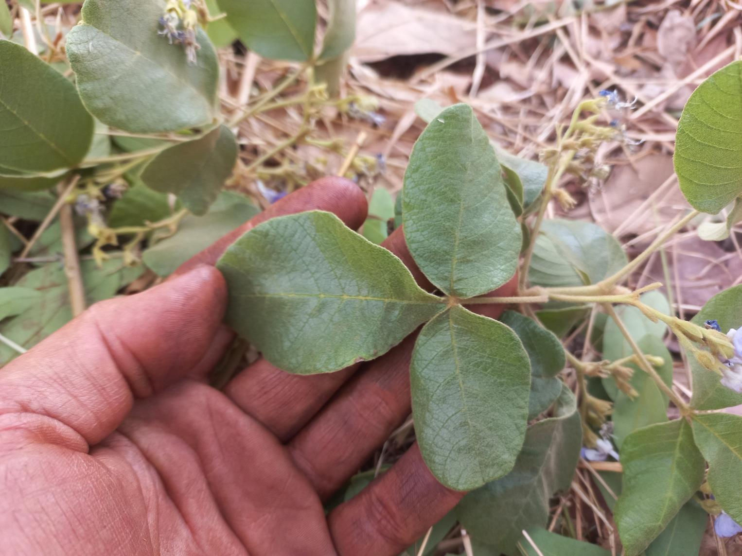 Vitex mombassae