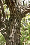 Vitex payos