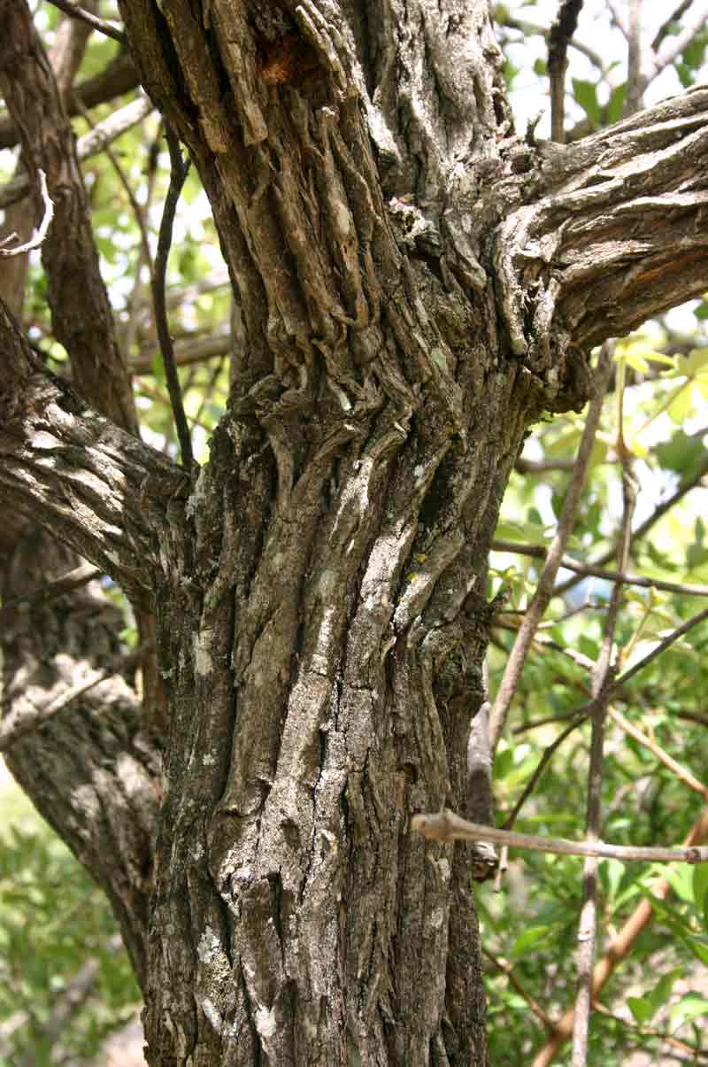 Vitex payos
