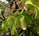Vitex payos