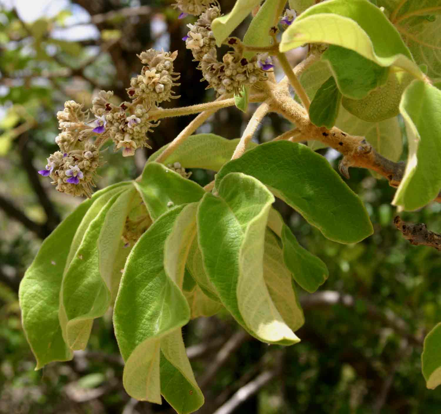 Vitex payos