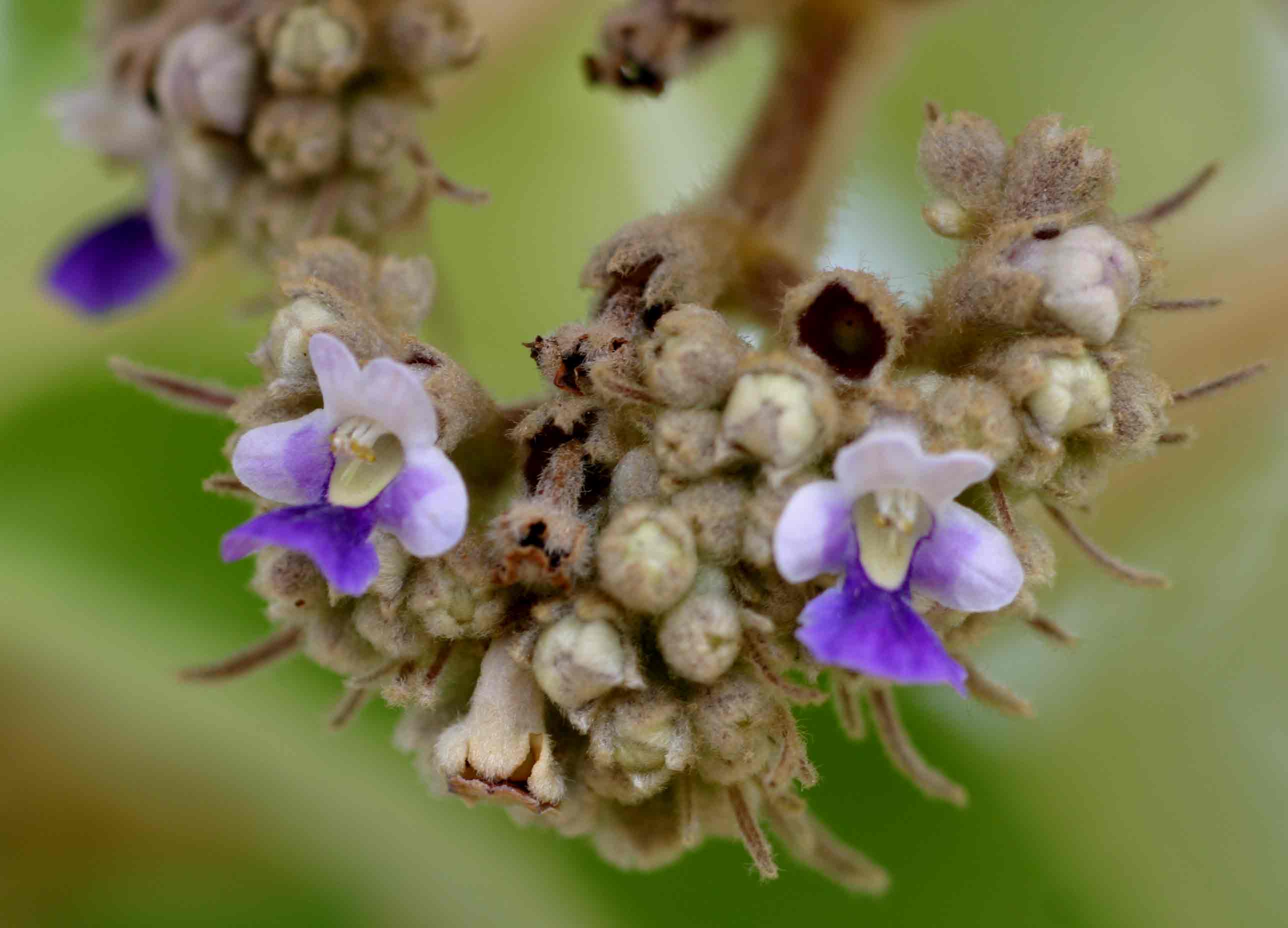 Vitex payos