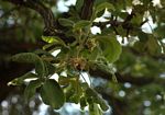 Vitex payos