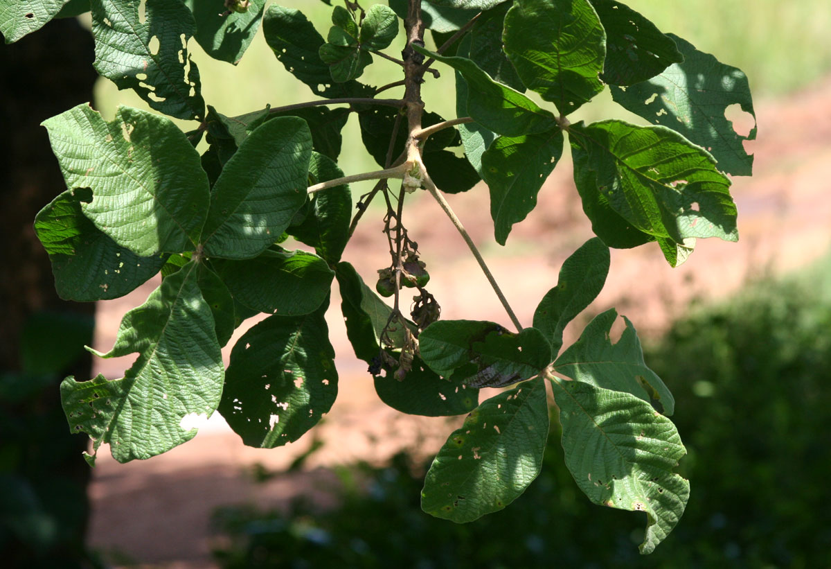Vitex payos