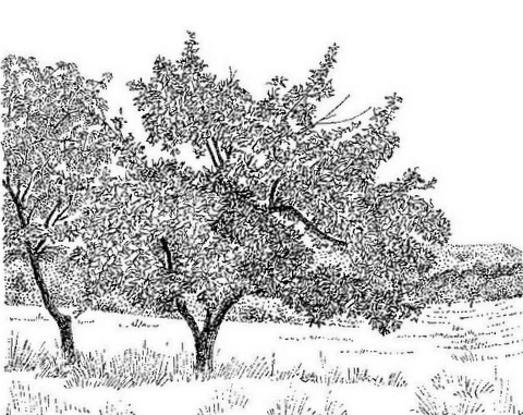 Vitex payos