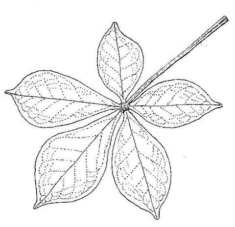 Vitex payos