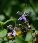 Rotheca myricoides