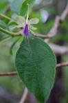 Rotheca myricoides