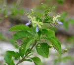 Rotheca myricoides
