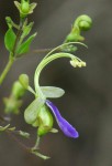 Rotheca myricoides