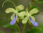 Rotheca myricoides