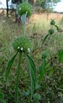 Leucas martinicensis
