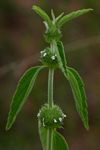 Leucas martinicensis