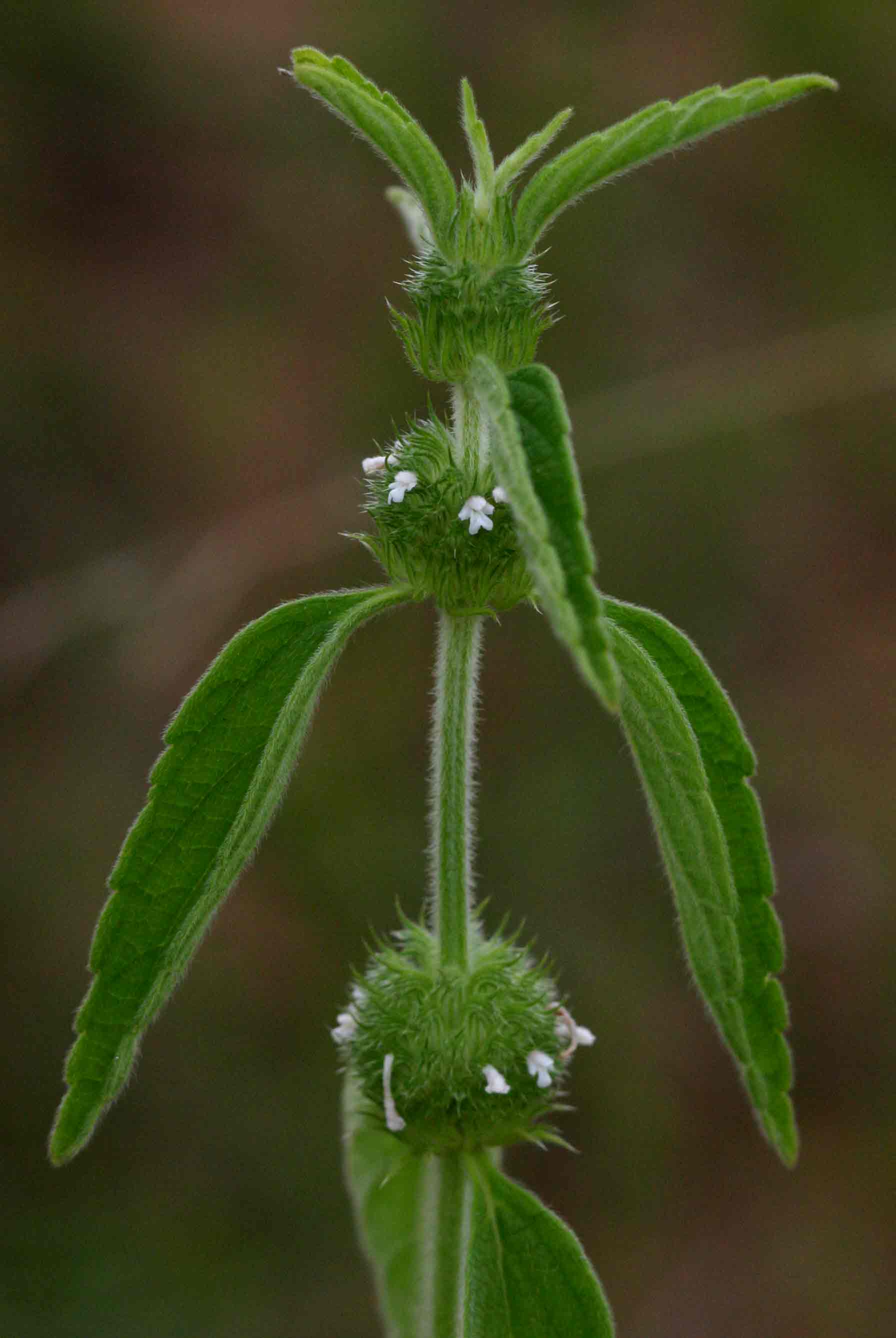 Leucas martinicensis