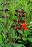 Salvia coccinea