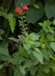 Salvia coccinea