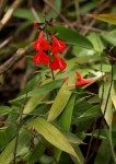 Salvia coccinea