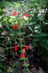 Salvia coccinea