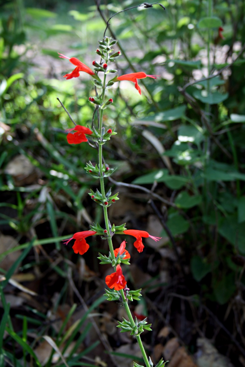 Salvia coccinea