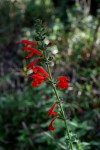 Salvia coccinea