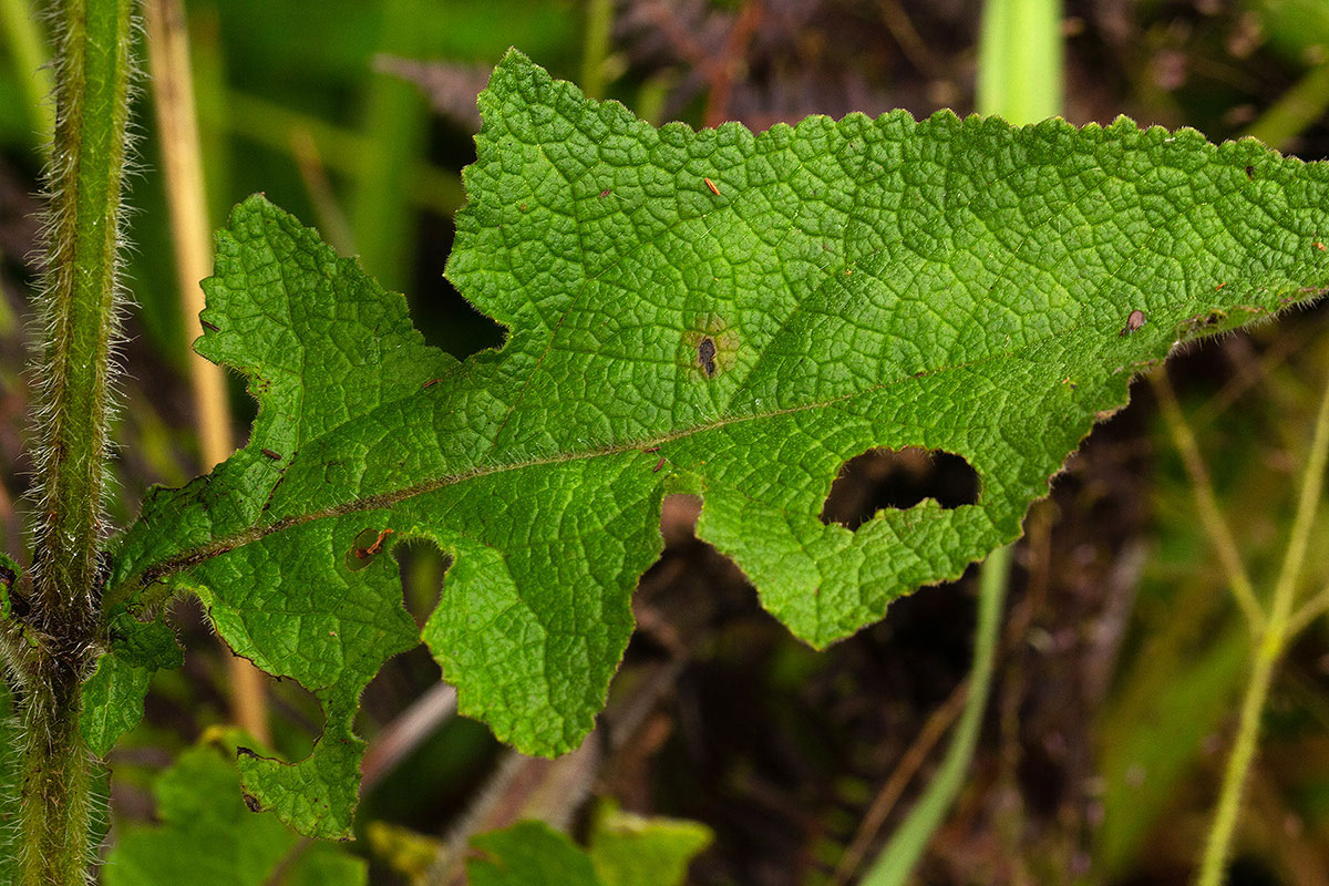 Salvia nilotica