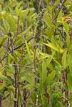 Mesosphaerum pectinatum