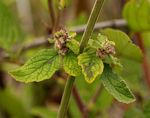 Mesosphaerum pectinatum