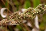 Mesosphaerum pectinatum
