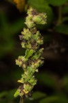Mesosphaerum pectinatum