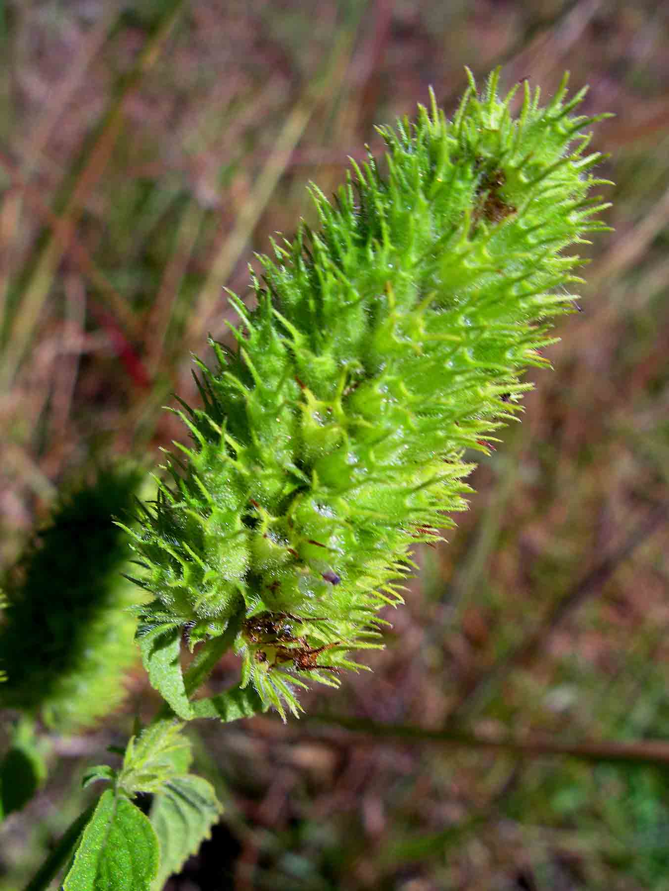 Cantinoa americana