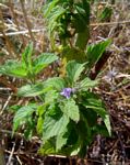 Mesosphaerum suaveolens