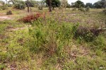 Mesosphaerum suaveolens