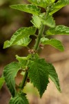 Mesosphaerum suaveolens