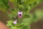 Mesosphaerum suaveolens