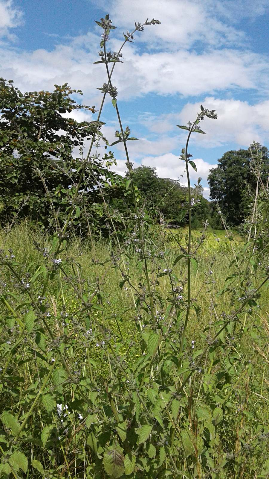 Mesosphaerum suaveolens