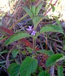 Mesosphaerum suaveolens