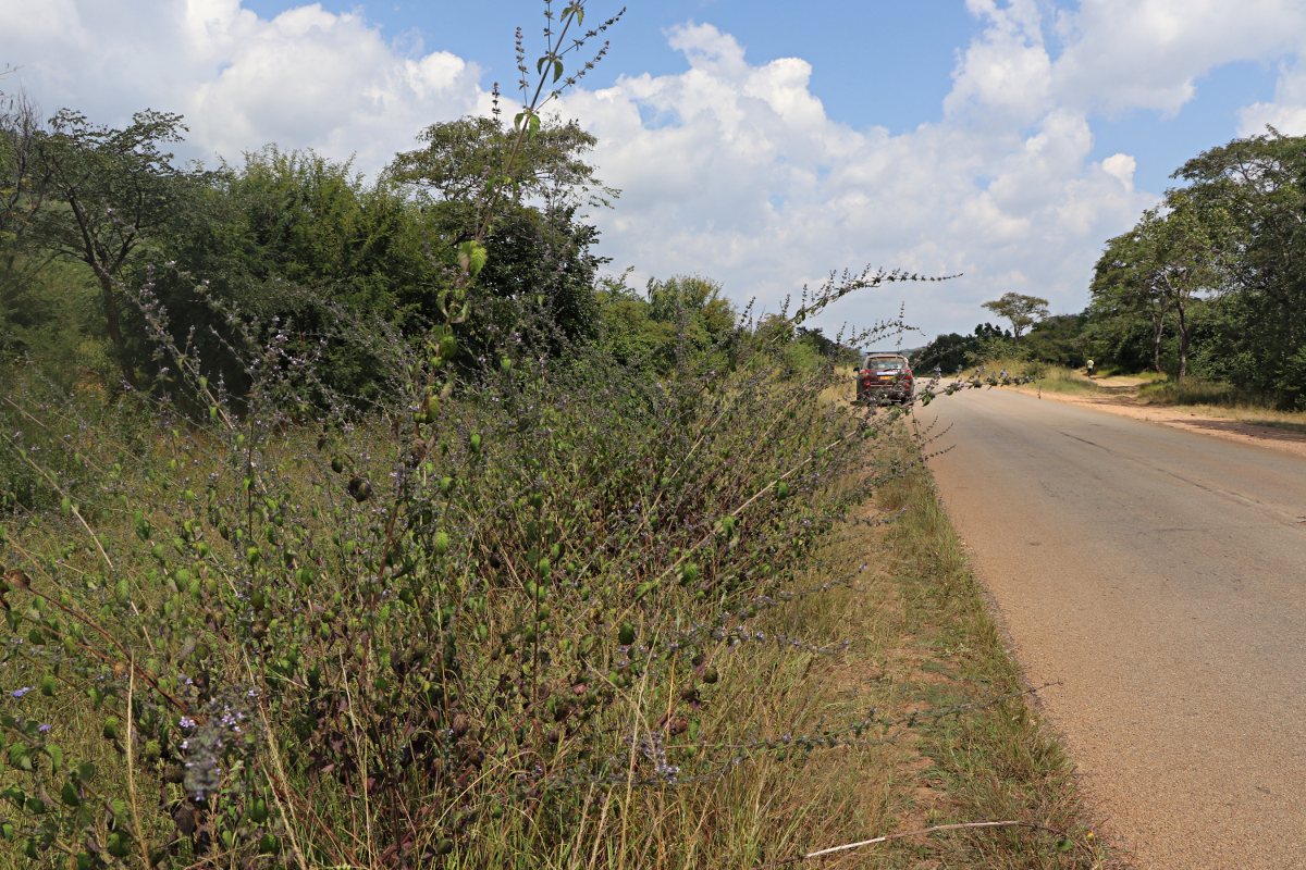 Mesosphaerum suaveolens