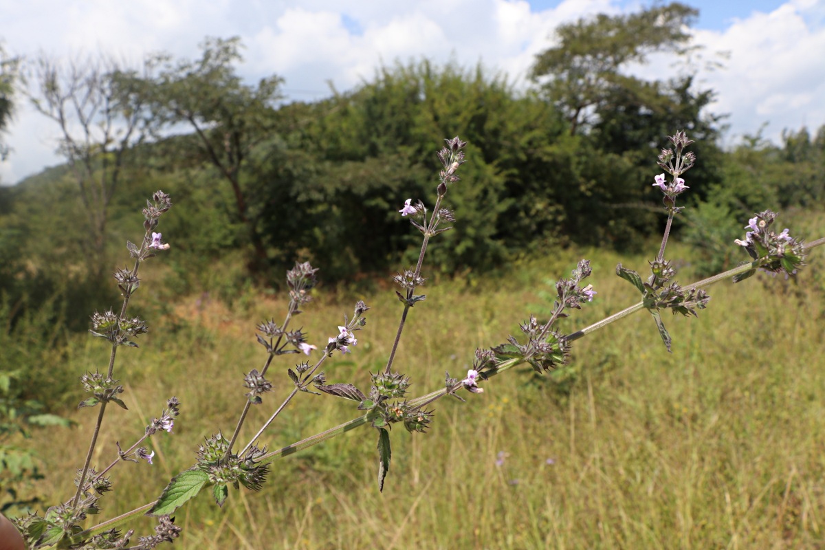Mesosphaerum suaveolens