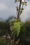 Mesosphaerum suaveolens